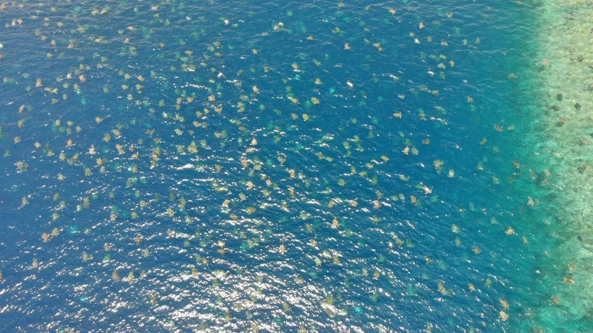 24 Morelos Tortugas