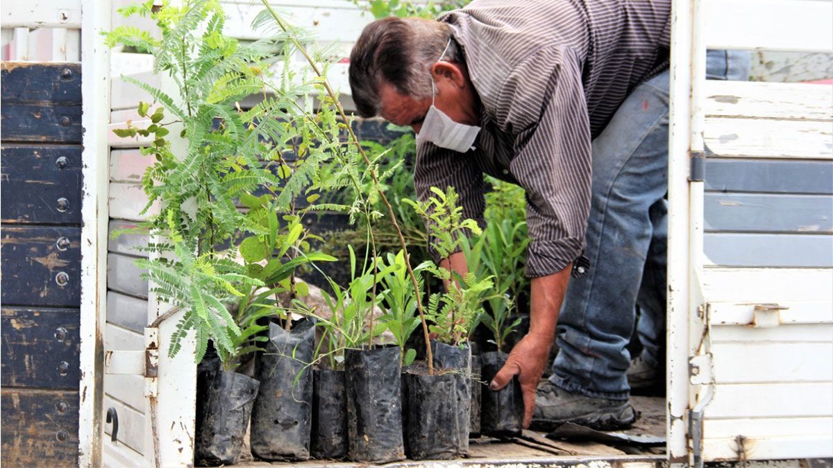 Ayala apoya al medio ambiente con entrega de árboles