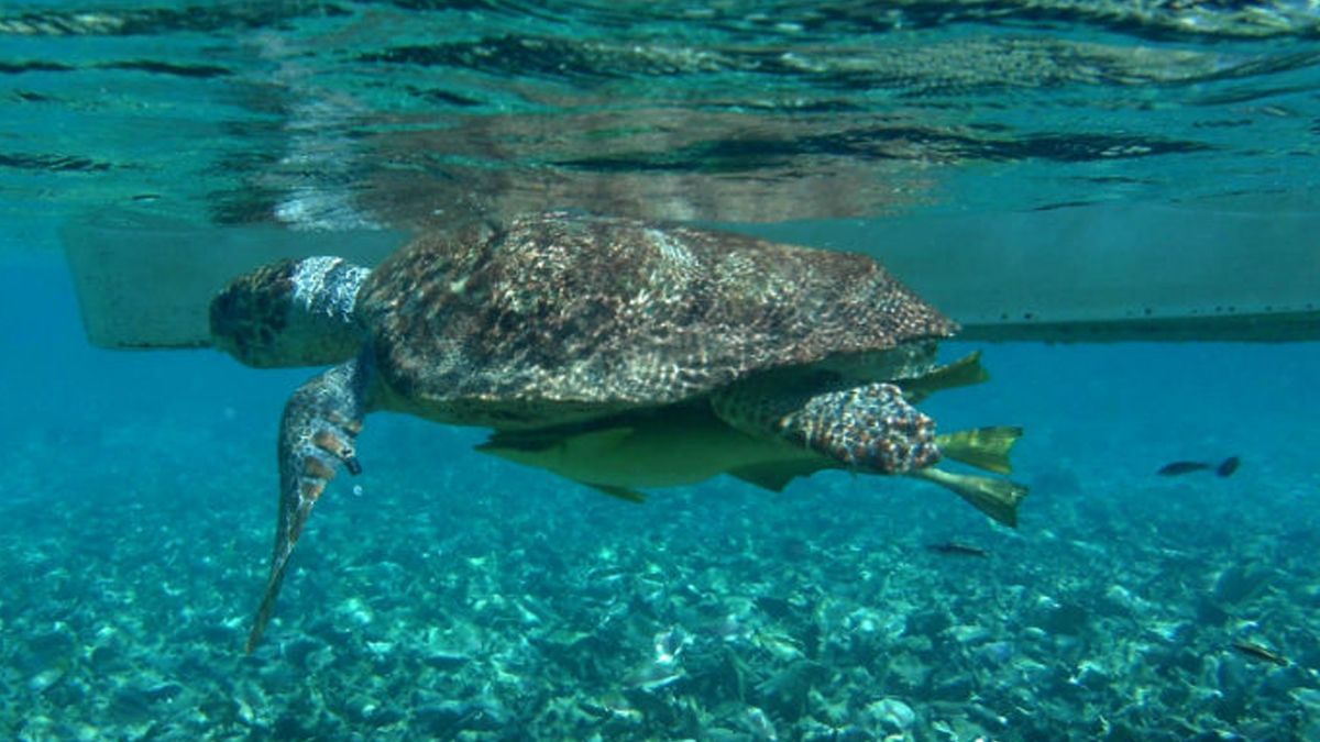 24 Morelos Tortuga
