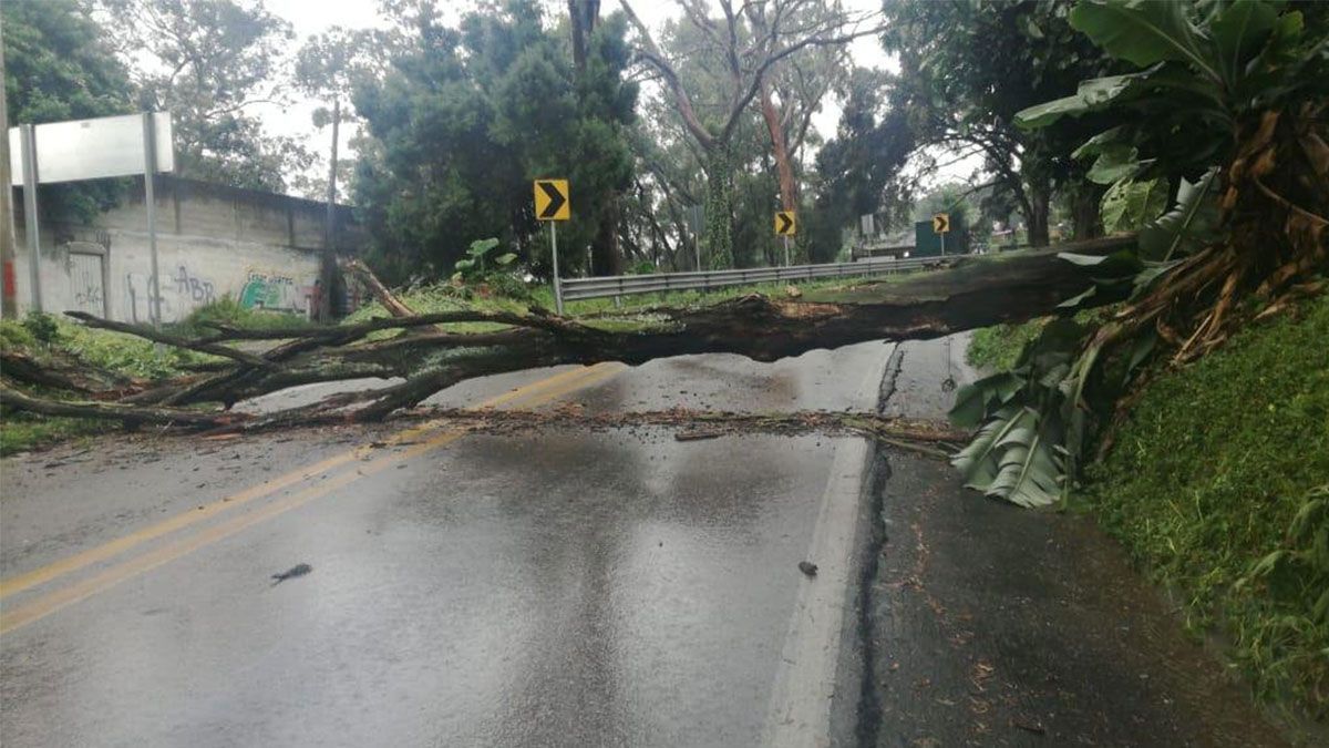 Provocan lluvias caídas de árboles en Cuernavaca