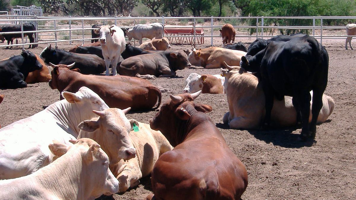 Buscan en Morelos abatir tuberculosis bovina