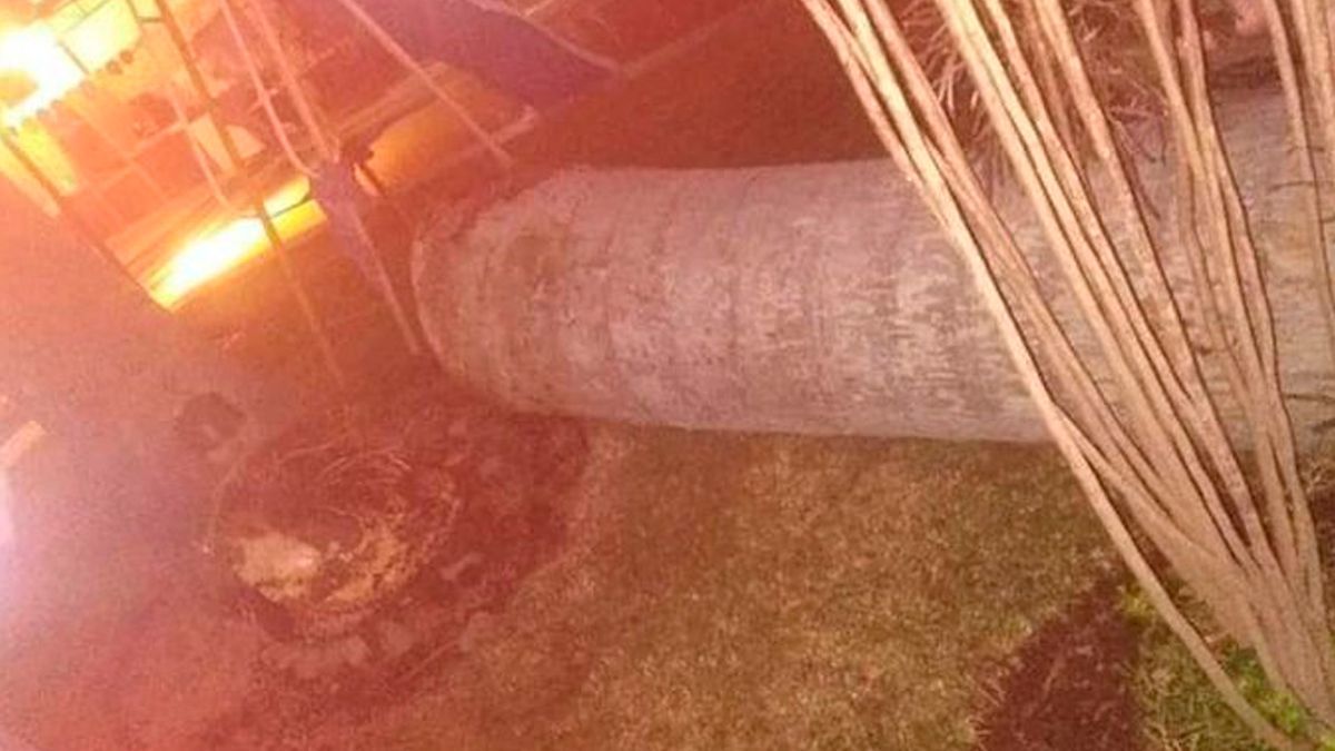 Fallece madre y bebé tras caer palmera en Yautepec