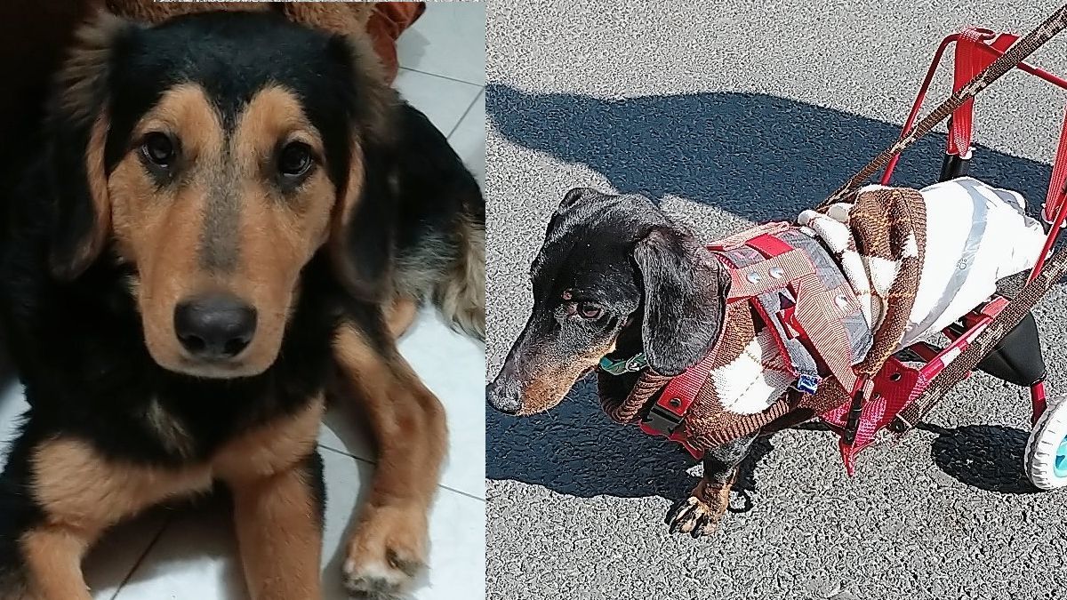 24 Morelos perros
