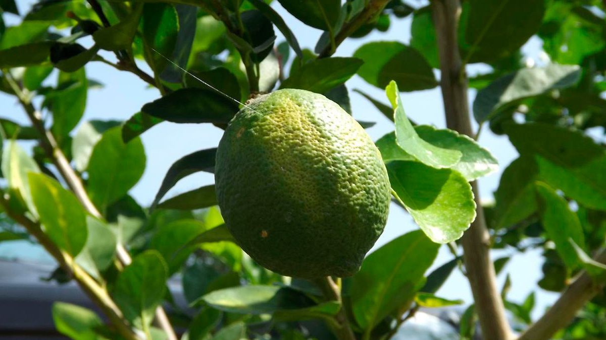 Invierten 6 mdp para sector agropecuario