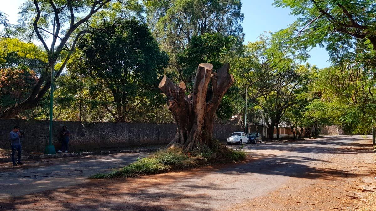 24 Morelos Árbol Talado Cuernavaca