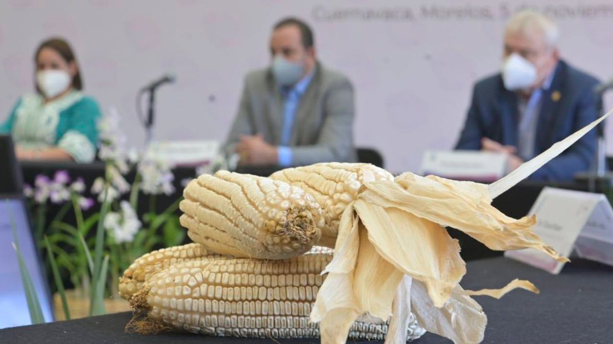 Presentan Programa Precios de Garantía a Productos Alimentarios Básicos