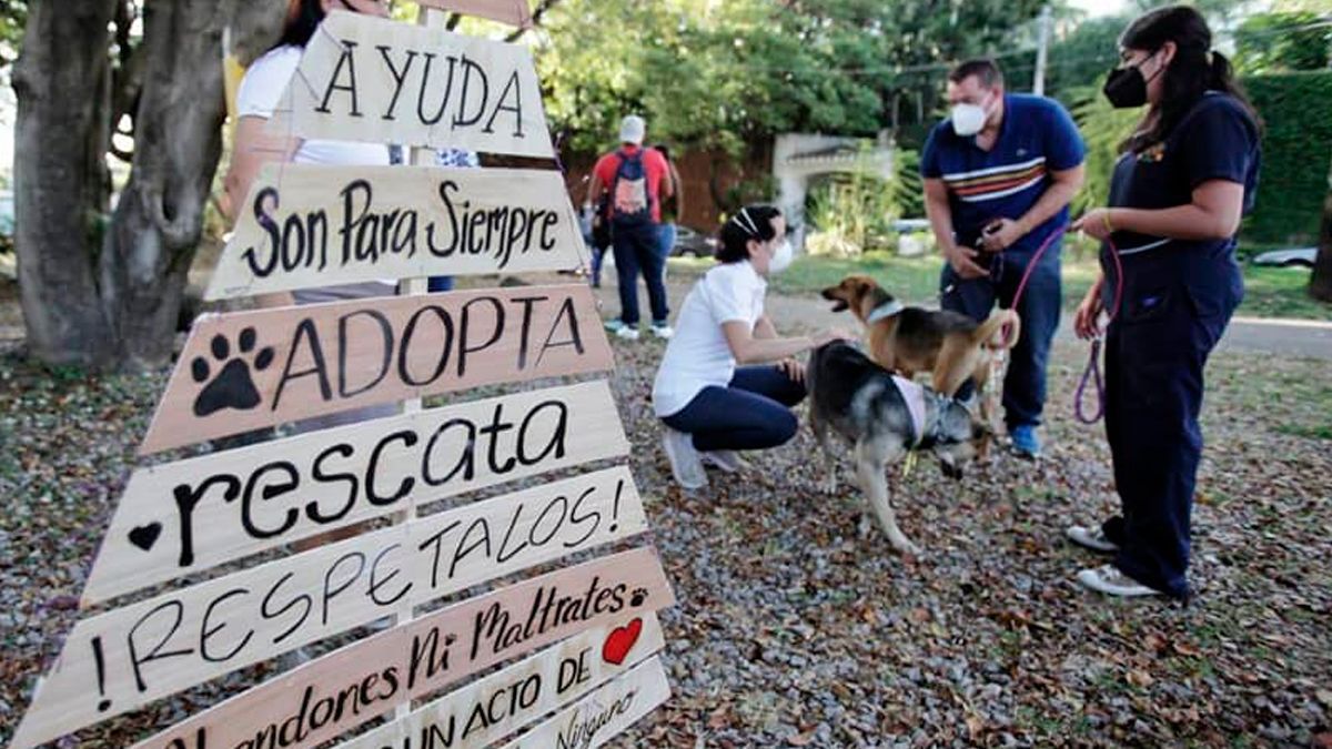 Promueven cultura de la adopción de perritos en Cuernavaca