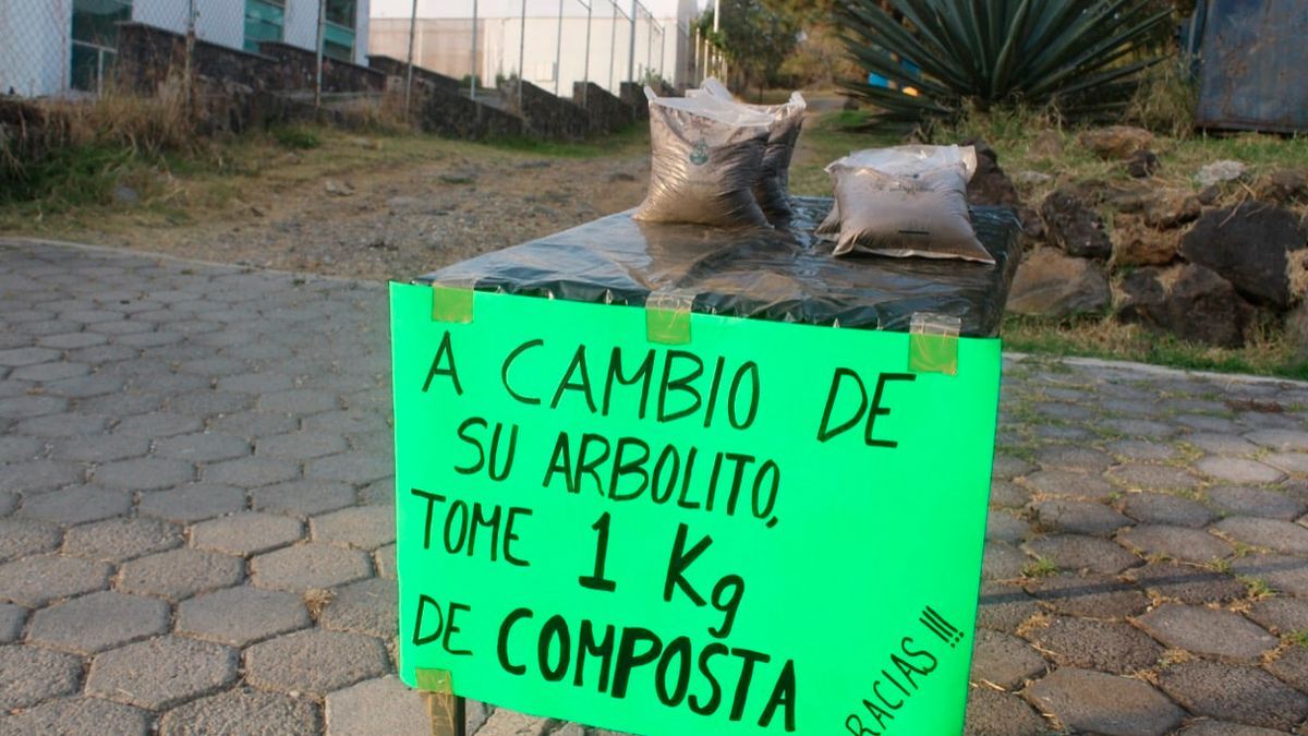 Continúa campaña de reciclaje de árboles navideños