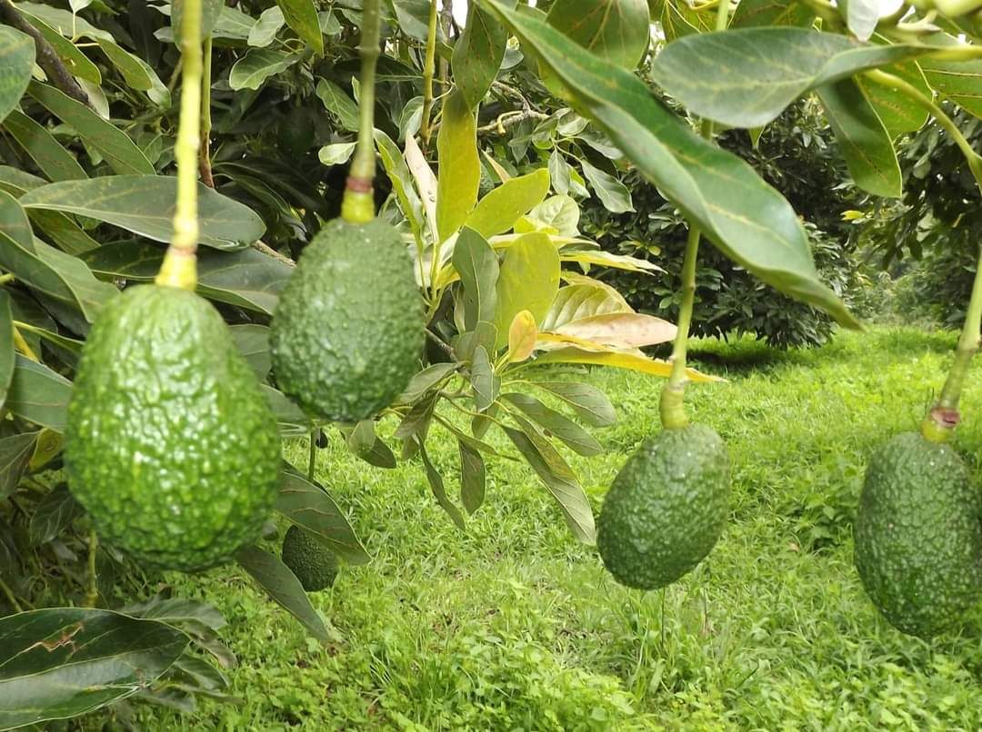 Rinden homenaje al aguacate mexicano en billete de Lotería