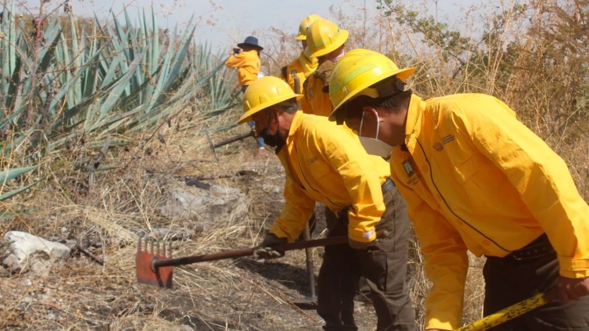Realizan “zacatuches” trabajos preventivos por incendios forestales