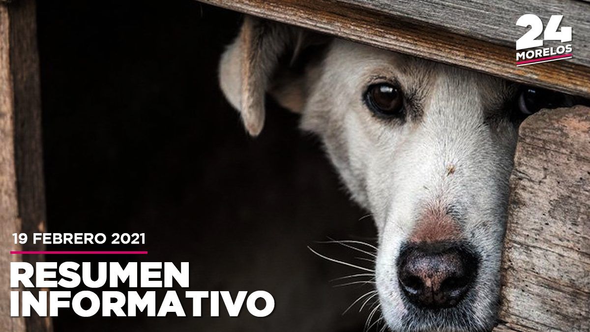 Aumenta maltrato animal en Morelos