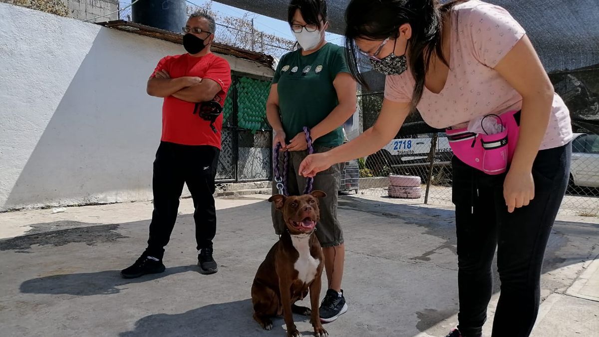 Ayuntamiento de Cuernavaca premia a mascotas en concurso