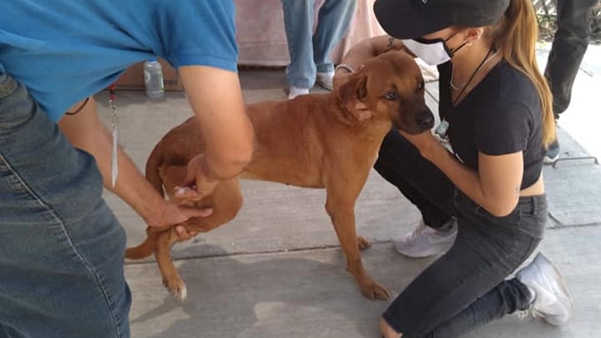 Vacunan contra la rabia a perros albergados