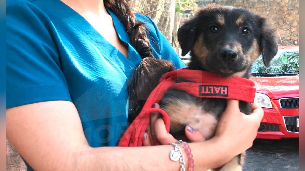24 Morelos Rescatan a perrito callejero