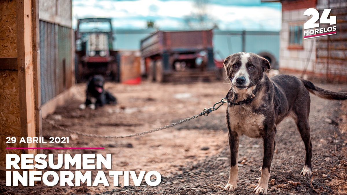 Buscan el fin del maltrato animal en Morelos