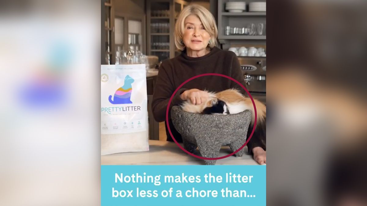 Video de gato en molcajete causa polémica en redes