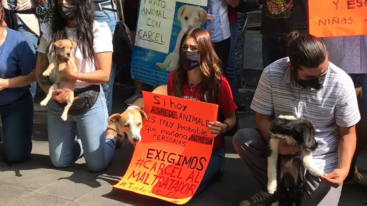 Exigen castigo para maltratadores de animales en Morelos