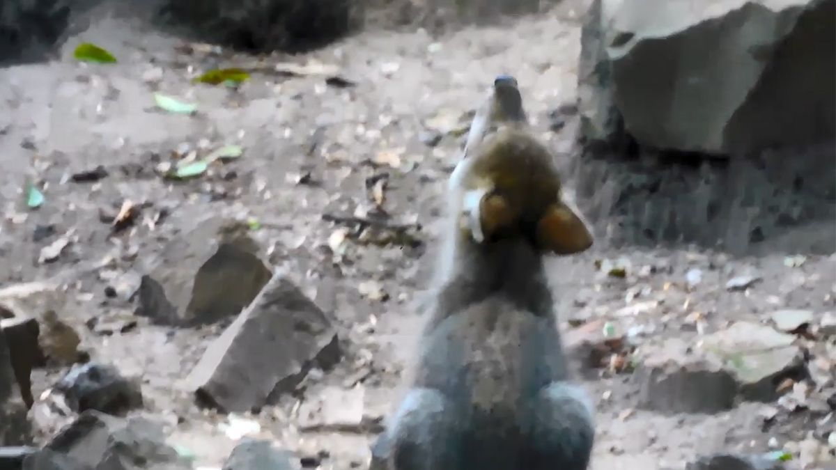 Primeros aullidos de cachorro de lobo mexicano nacido en zoo de Ciudad de México