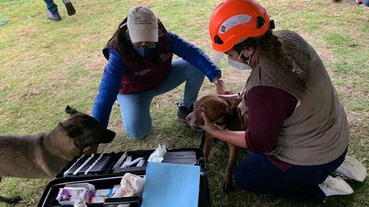 (Video) Rescatan a perritos del socavón