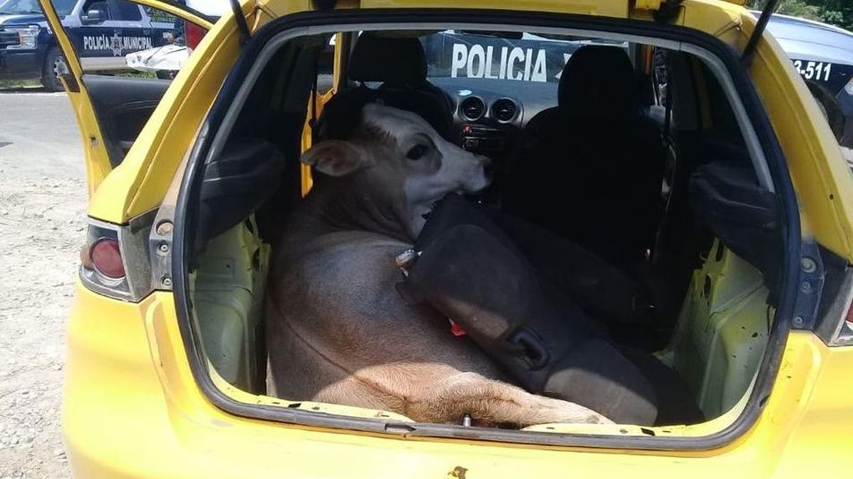 Rescatan a vaca “secuestrada” en un retén policiaco