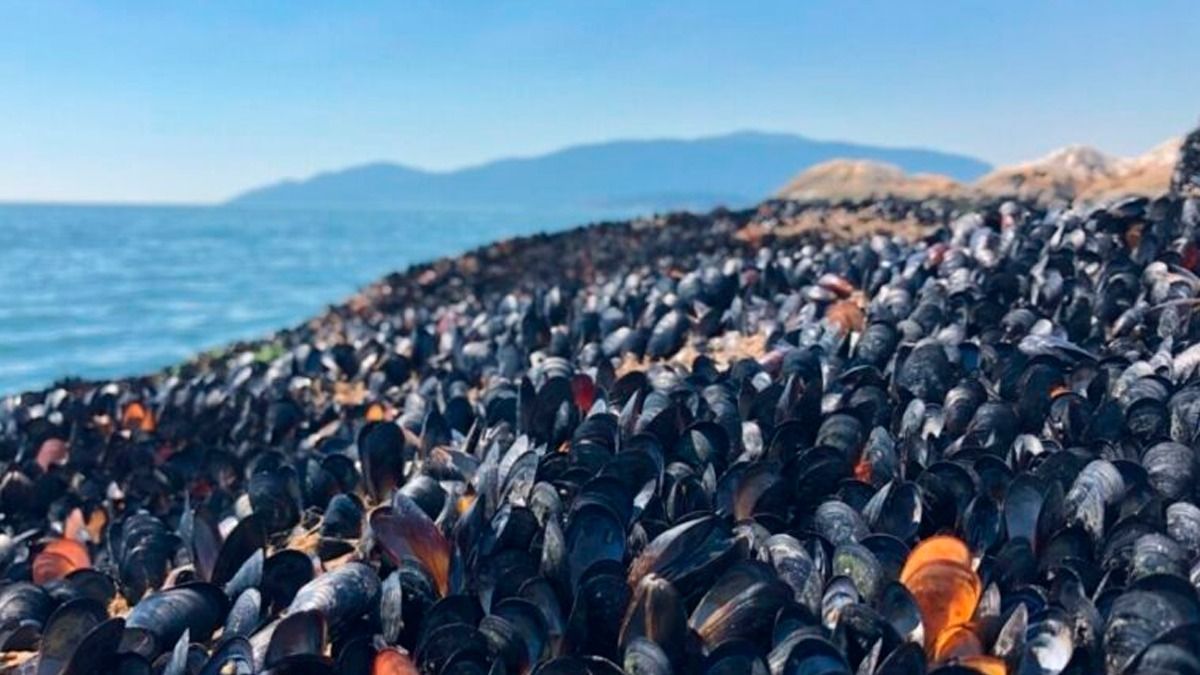 Vida marina es afectada por ola de calor en Canadá