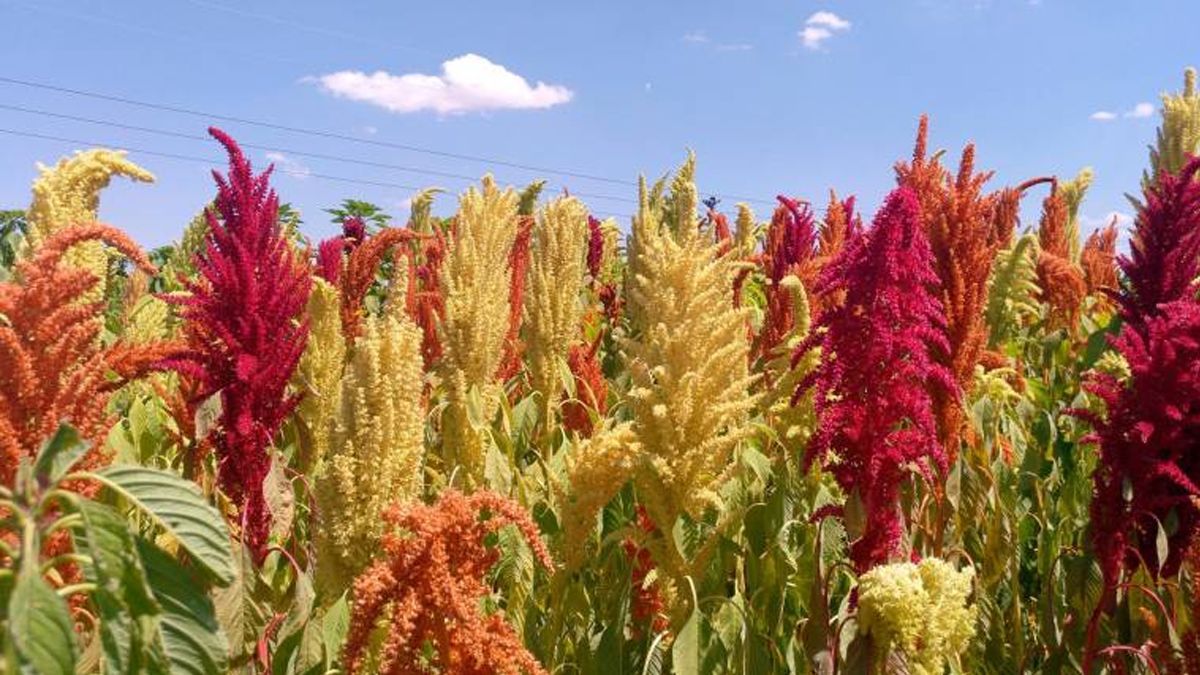 Busca Gobierno de Morelos rescatar producción de amaranto