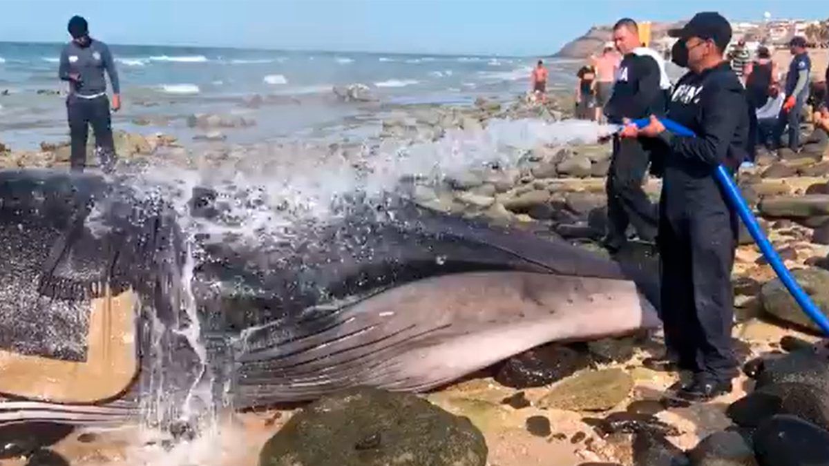 24 Morelos Ballena