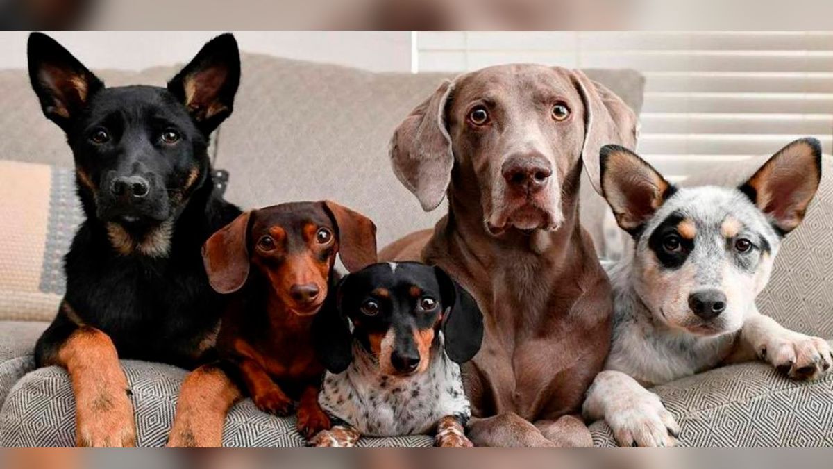 Festeja y consiente a tus “peluditos” este Día Mundial del Perro
