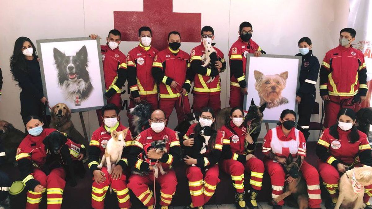 Detienen a sujeto que envenenó a perros rescatistas de la Cruz Roja