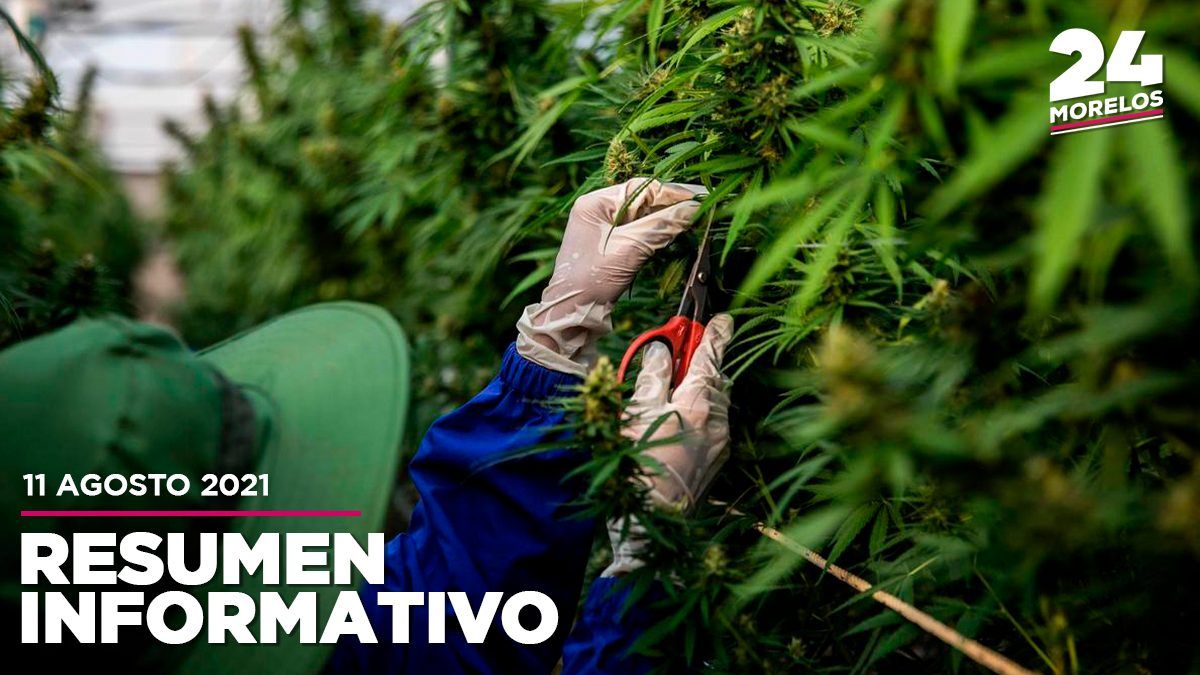 Buscan producir marihuana legal en Morelos