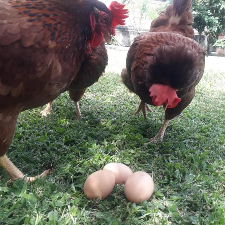 gallinas
