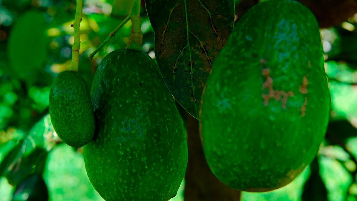 El aguacate morelense ocupa primer lugar por su sabor y calidad