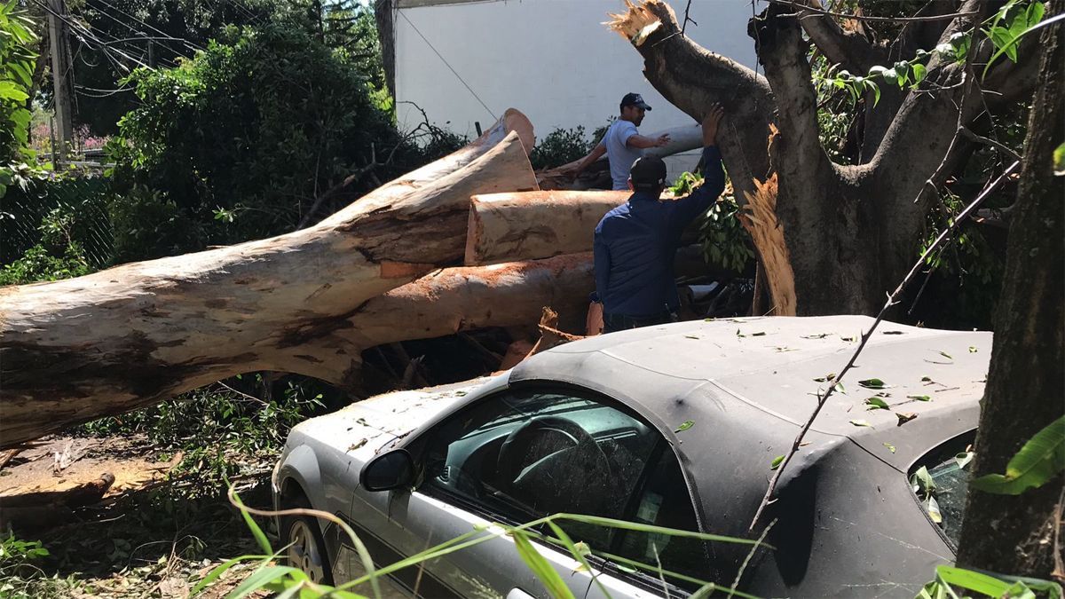 Colapsa árbol de más de 20 metros de altura en Cuernavaca