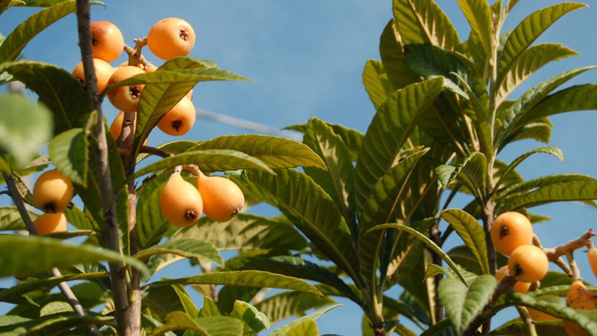 ¿Conoces los nísperos? La fruta ideal de esta temporada lluviosa