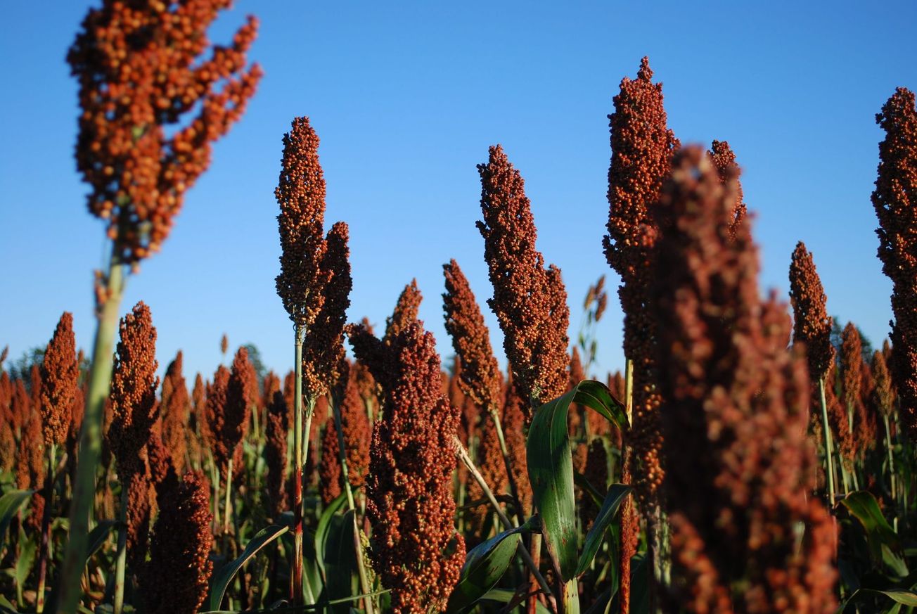 Buscan aumentar el presupuesto para el campo