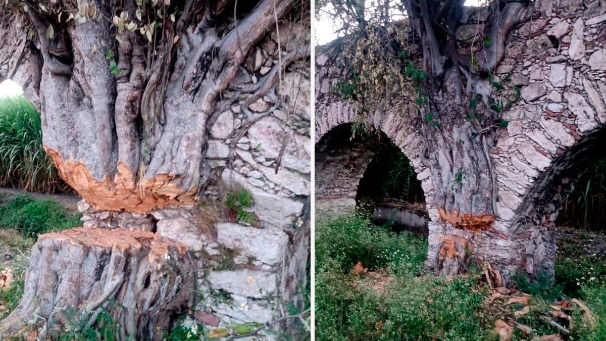 Árboles cortados en Cuautla