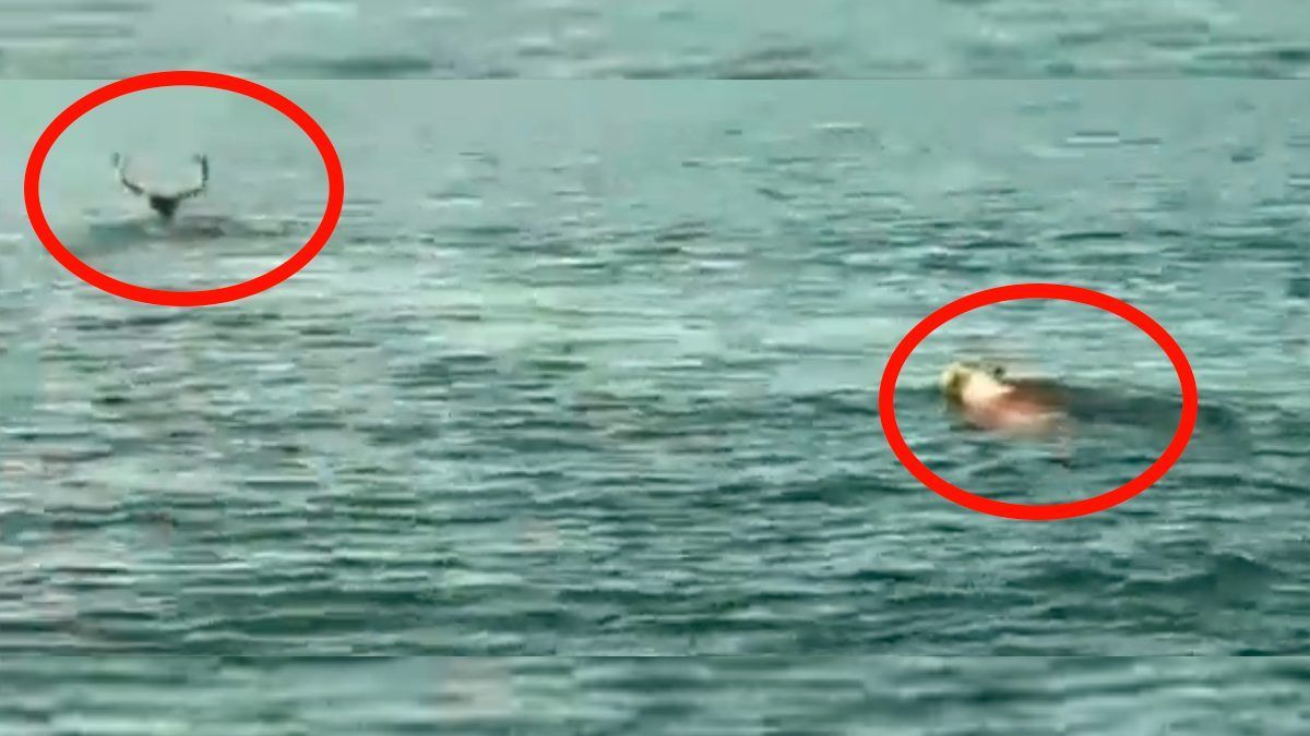 Captan impresionante caza de venado bura en mar abierto