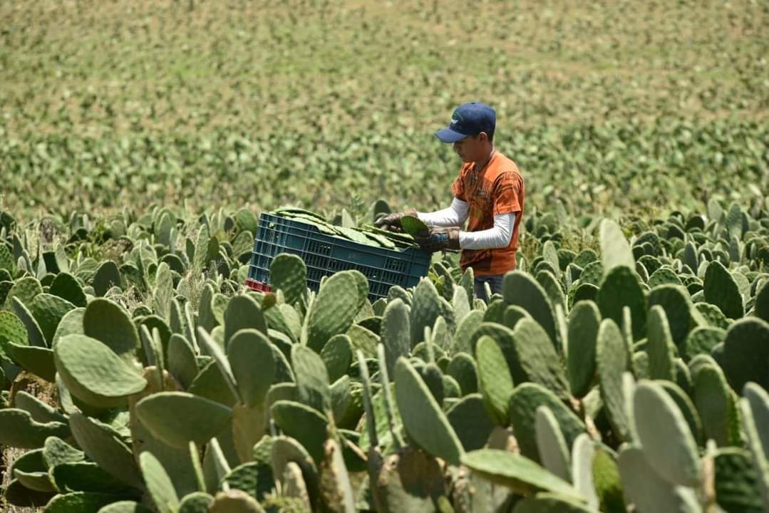 Invierten más de 30 mdp en programas para el campo