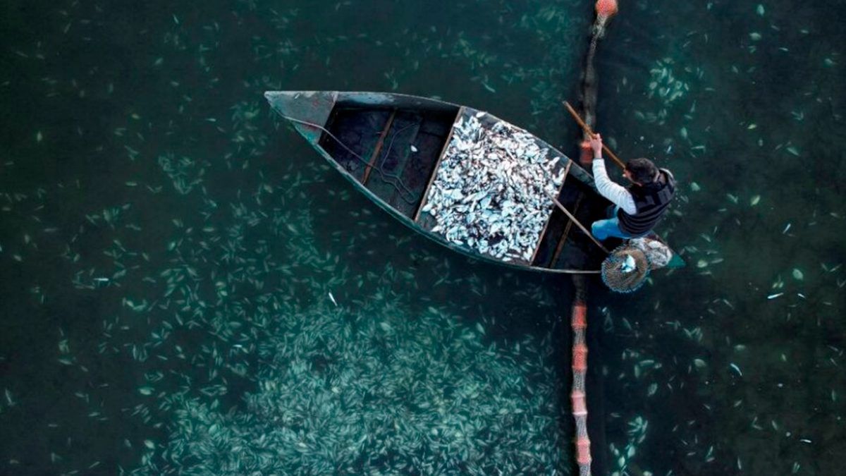 Mueren peces por intensas nevadas en Grecia