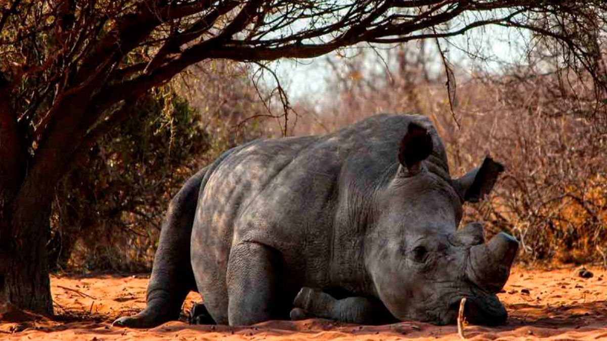 Vuelve rinoceronte a la naturaleza en Sudáfrica