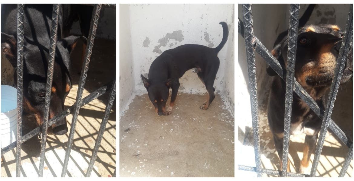 Análisis a fondo en caso de perrito acusado de homicidio: Andy Gordillo