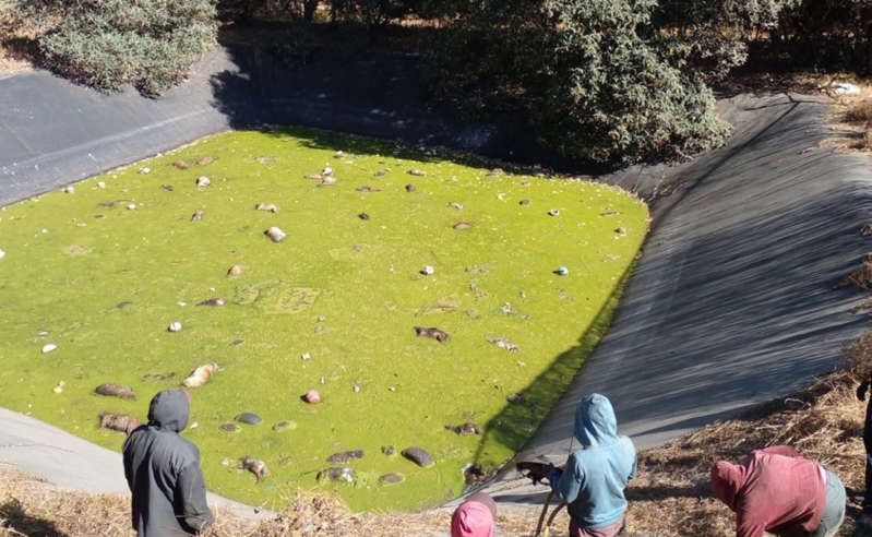 Más de 100 perros muertos fueron encontrados en un depósito en Edomex
