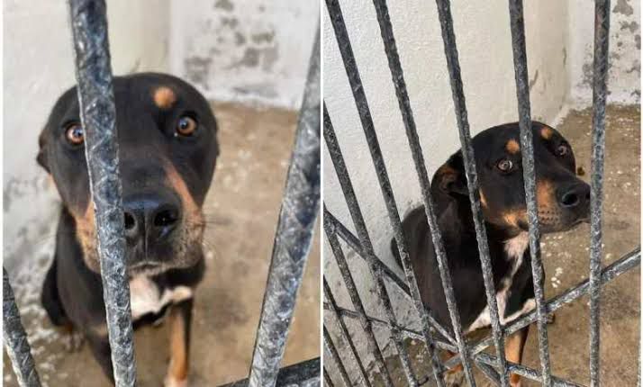 Perro Thomas ya no está bajo investigación