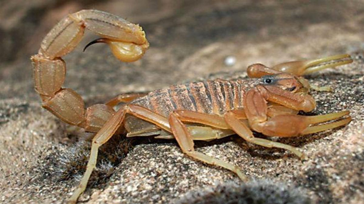 alacranes