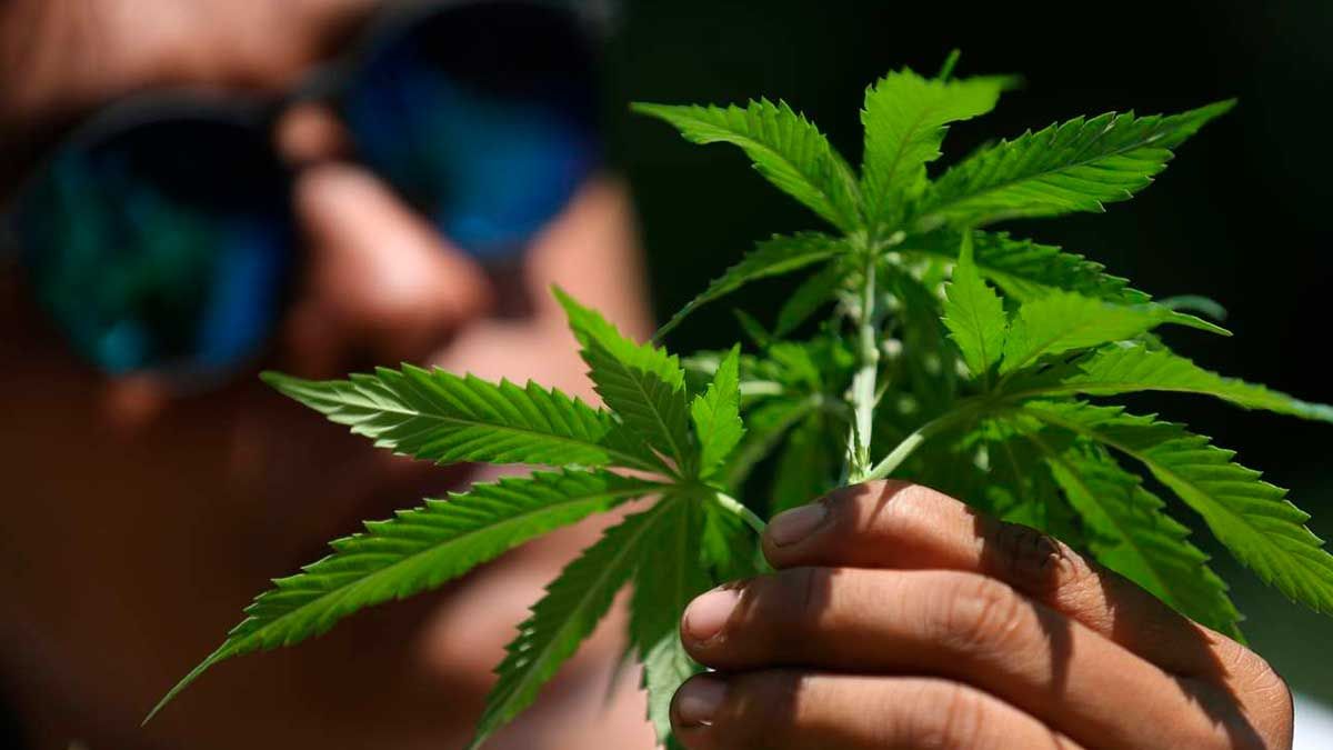 Permite Oaxaca uso recreativo de marihuana