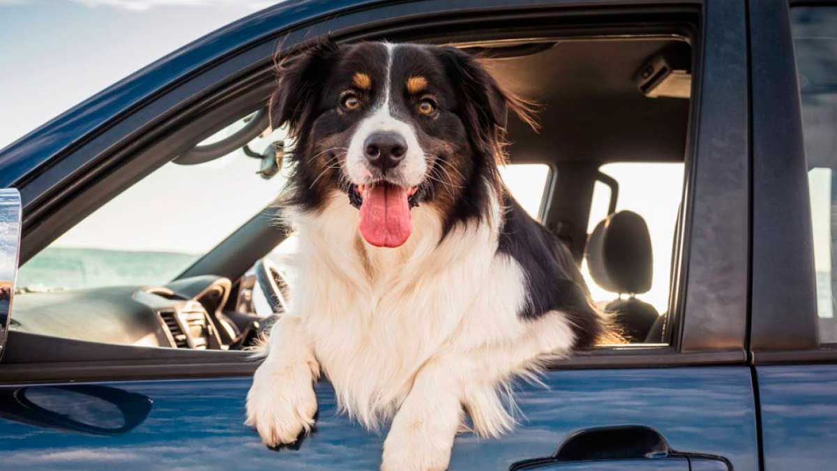 Aplicarán multas a conductores por llevar a su mascota