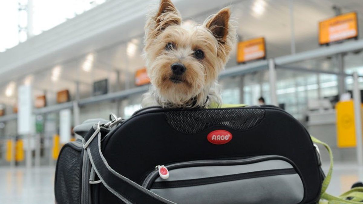 Toma en cuenta estas recomendaciones para viajar con tu mascota