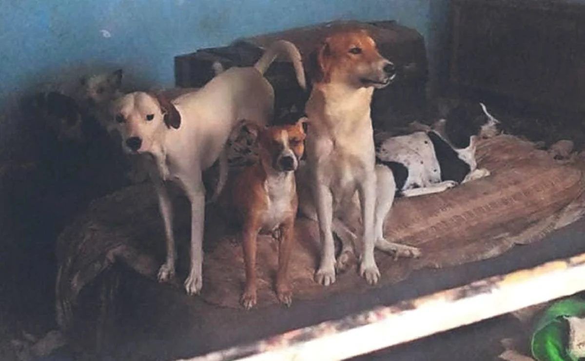 Robaban perritos para venderlos en tacos en CDMX