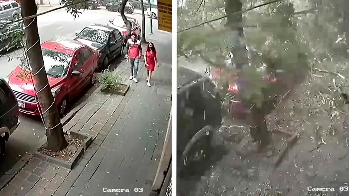 Pareja se salva de ser aplastada por un árbol en CDMX