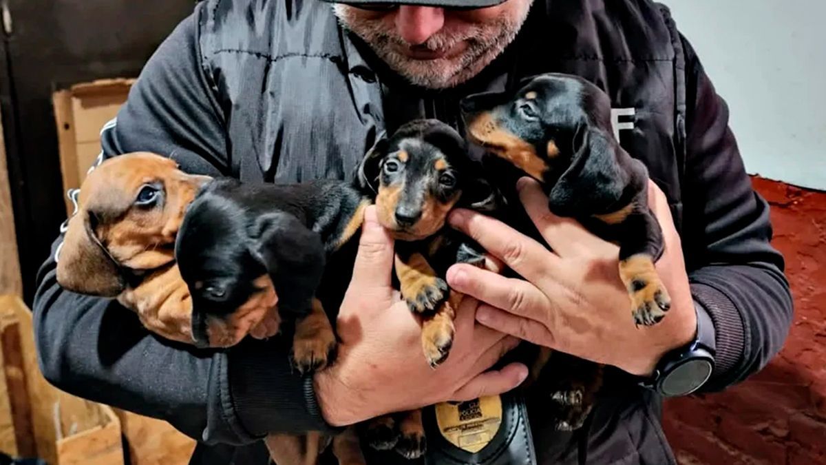 55 perritos salchicha fueron rescatados de criadero ilegal en Buenos Aires